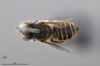 Media type: image;   Entomology 791046 Aspect: habitus dorsal view